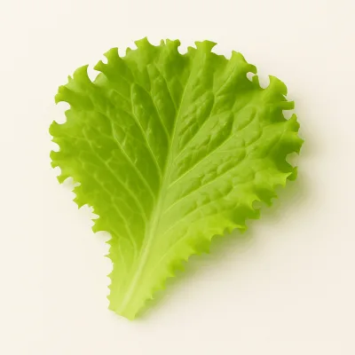 Lettuce Leaf